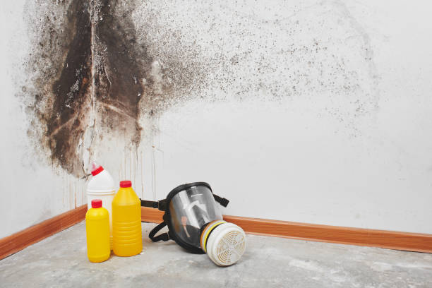 Best Home Mold Removal  in Idaho Springs, CO