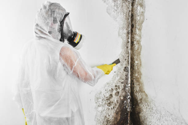 Best Attic Mold Removal  in Idaho Springs, CO