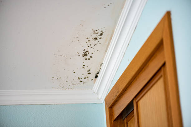 Best Office Mold Removal Services  in Idaho Springs, CO