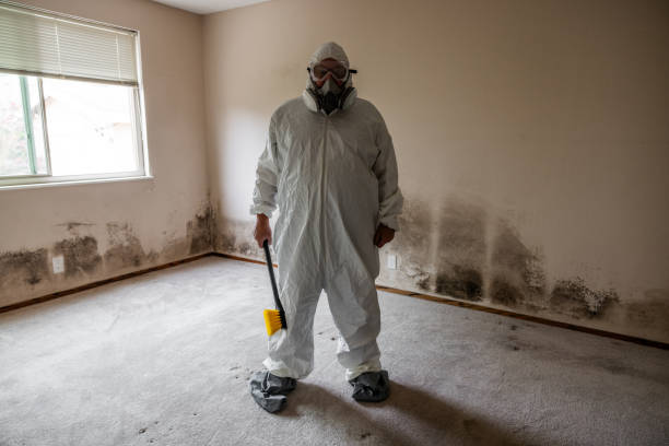 Mold Removal and Inspection in Idaho Springs, CO