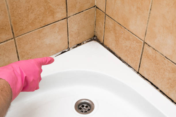 Best Local Mold Removal Service  in Idaho Springs, CO